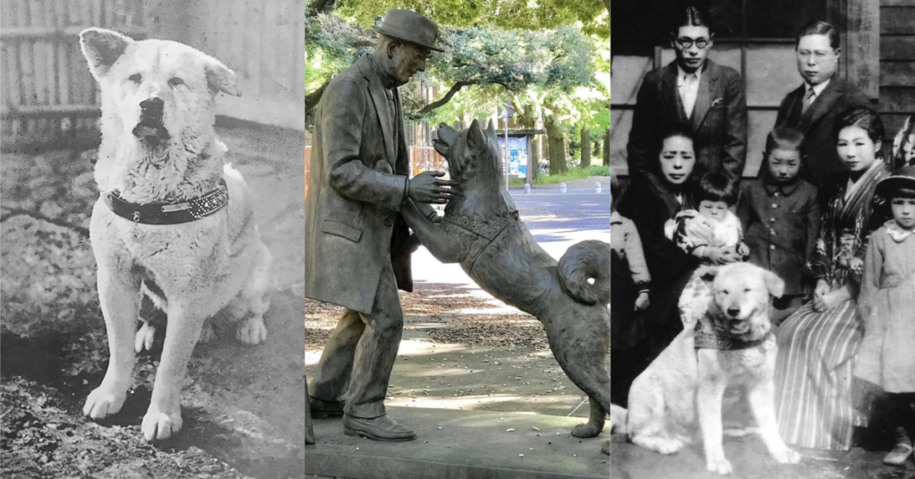 Real life images of Hachiko the dog and his statue.